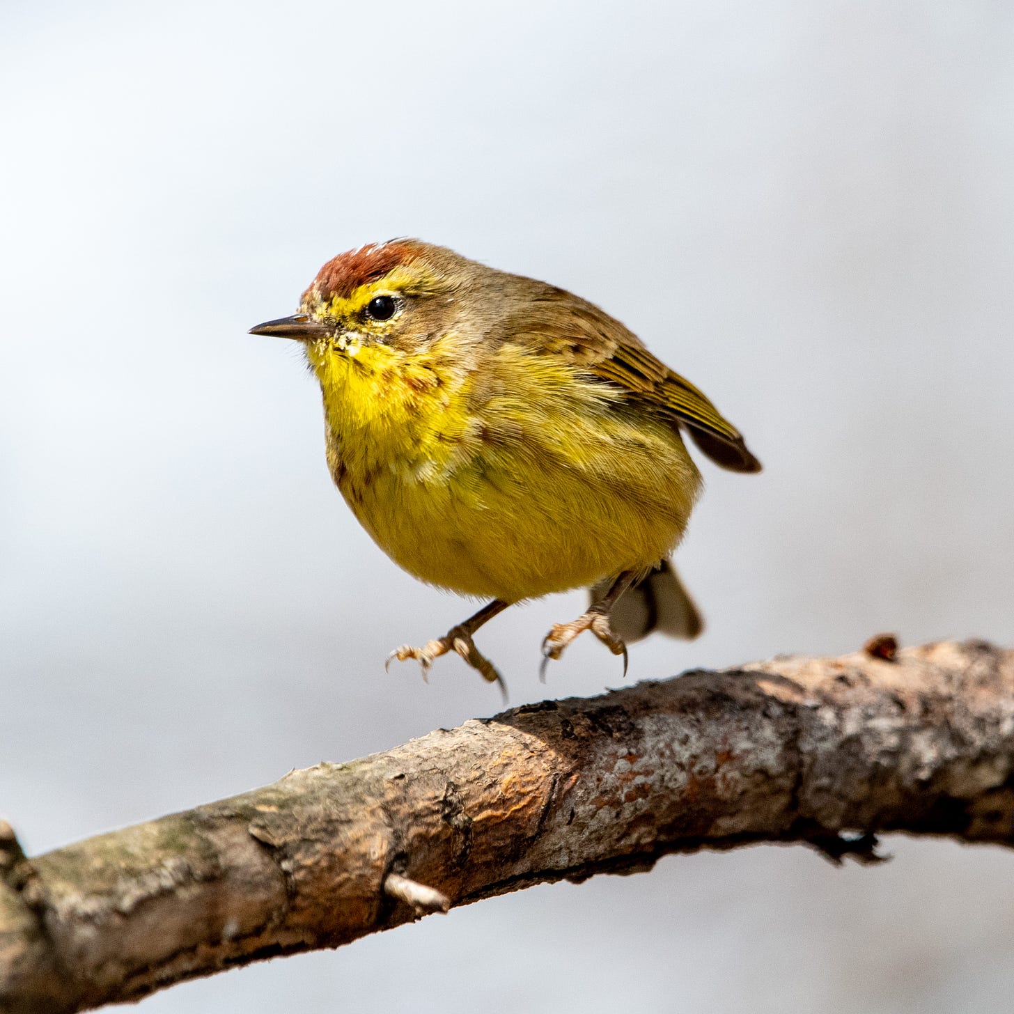 A bright palm warbler in mid-hop, about to land on a branch