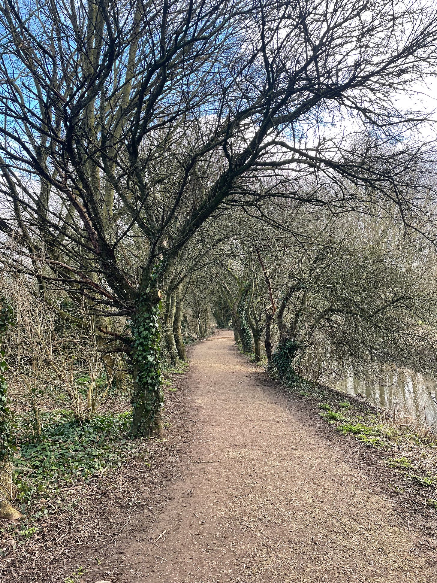 Trees overhanging a path