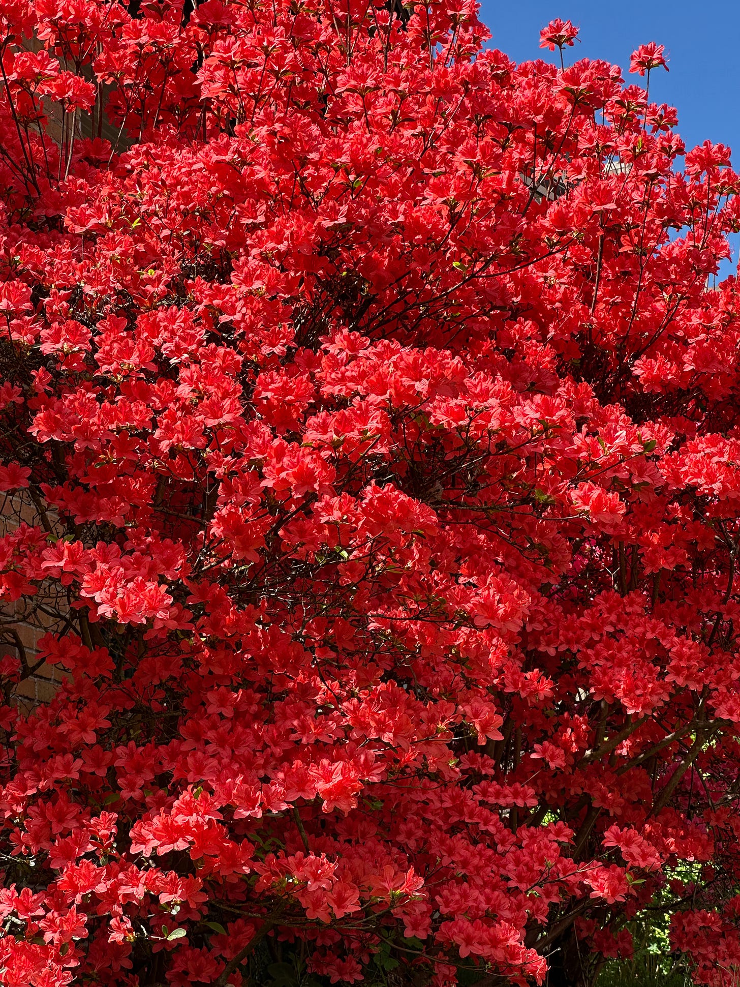 A full and blooming cherry limeade colored bush fills the entire photo against a small corner of blue,blue sky in the utmost right corner