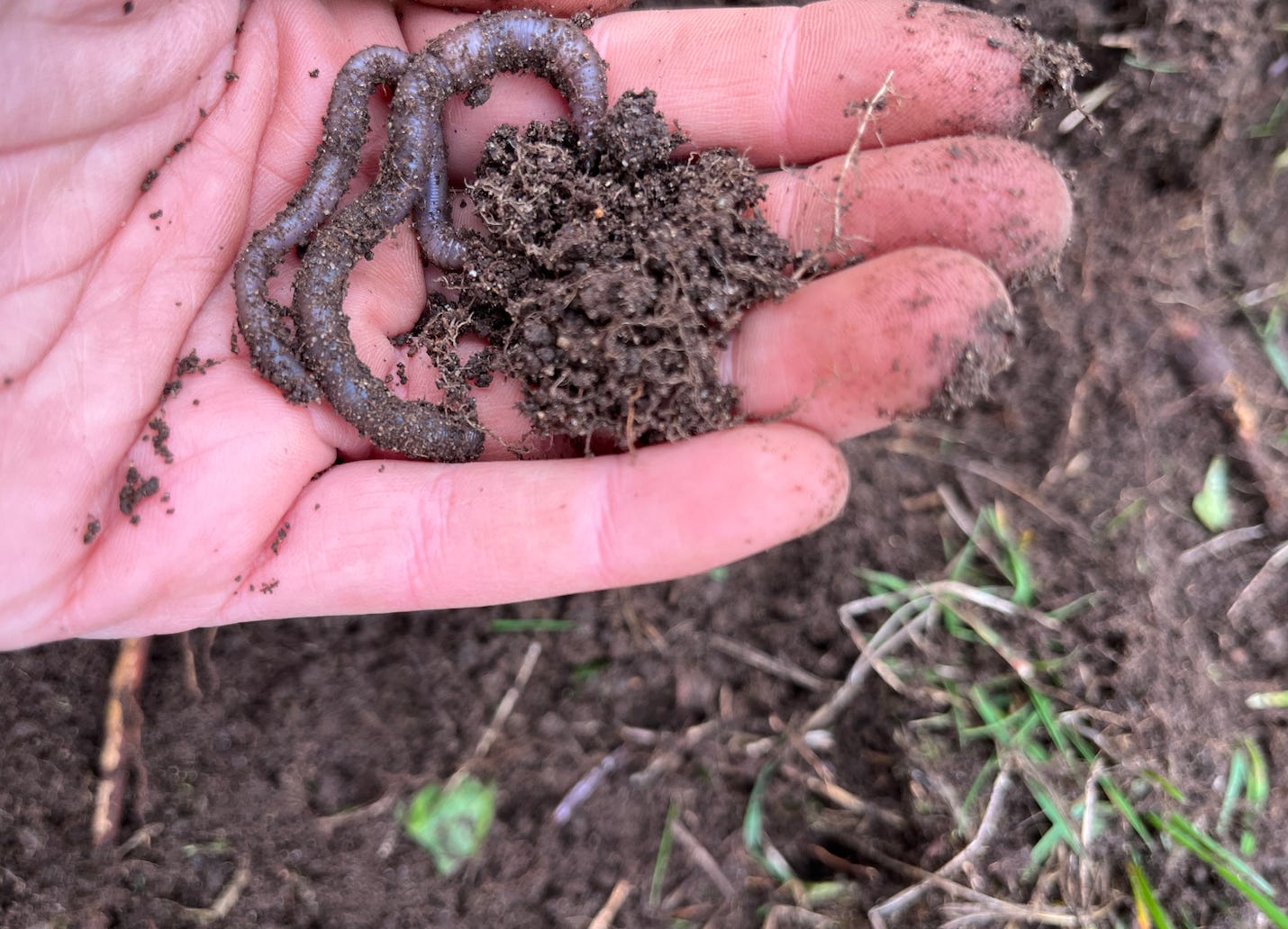 Hand holding soil and earth worms