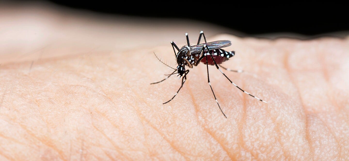 A black mosquito with white spots