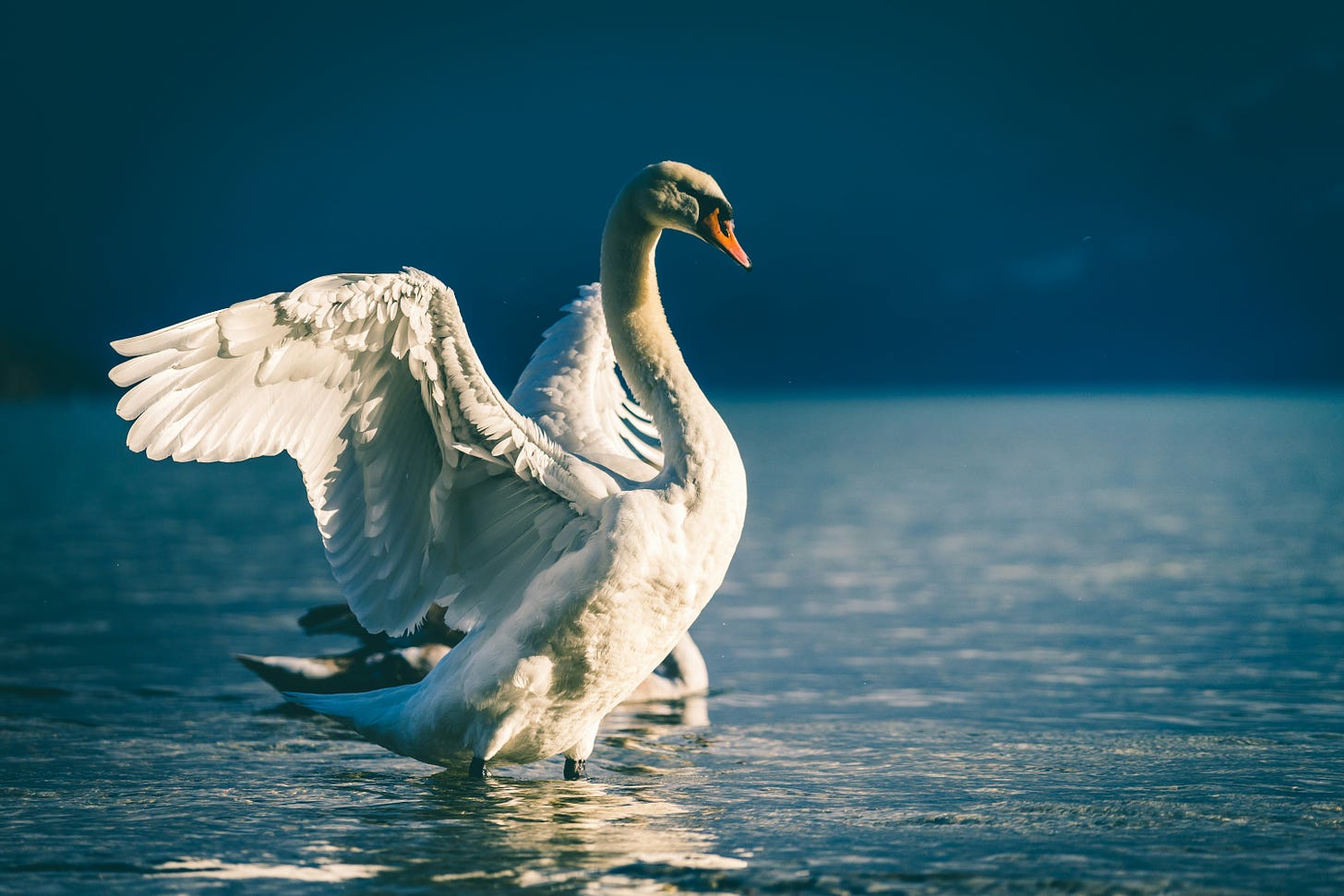 A white swan standing in water spreading their wings.