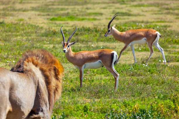 580+ Lion Hunting Gazelle Stock Photos, Pictures & Royalty ...