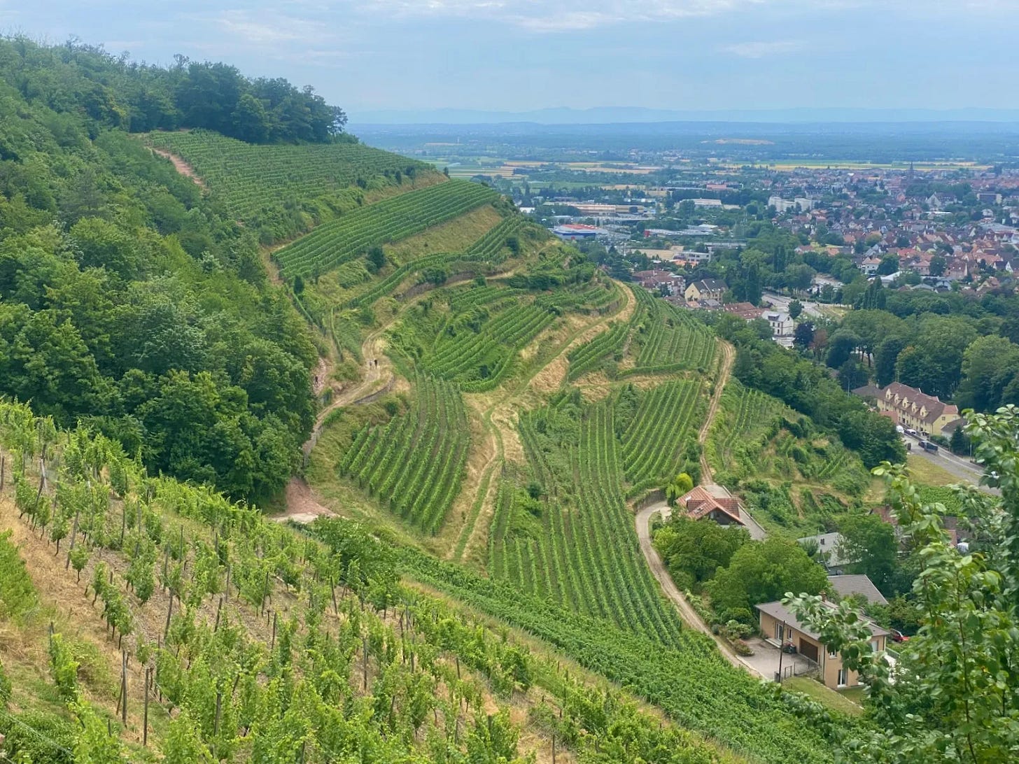 J1, les vignes J1, les vignes