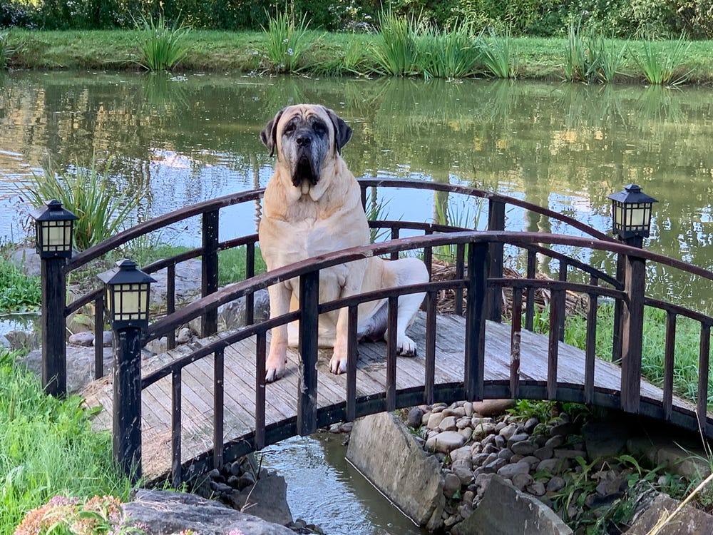 An aging English mastiff sitting on a garden bridge with a pond in the background