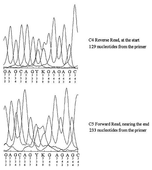 FIGURE 2. Heterozygous class I HLA SBT detects new and previously reported polymorphisms. Depicted are overlapping bidirectional sequencing chromatograms of the new allele HLA-Cw*16041 and the previously reported Cw*0303 in exon 3 (the top panel shows the forward sequencing chromatogram and the bottom panel shows the reverse direction). Heterozygous positions are denoted by letters other than A, C, G, or T; a Y at 538 represents the occurrence of a “C” and “T”, with the “T” contributing to the new tryptophan at amino acid 156 in Cw*16041.