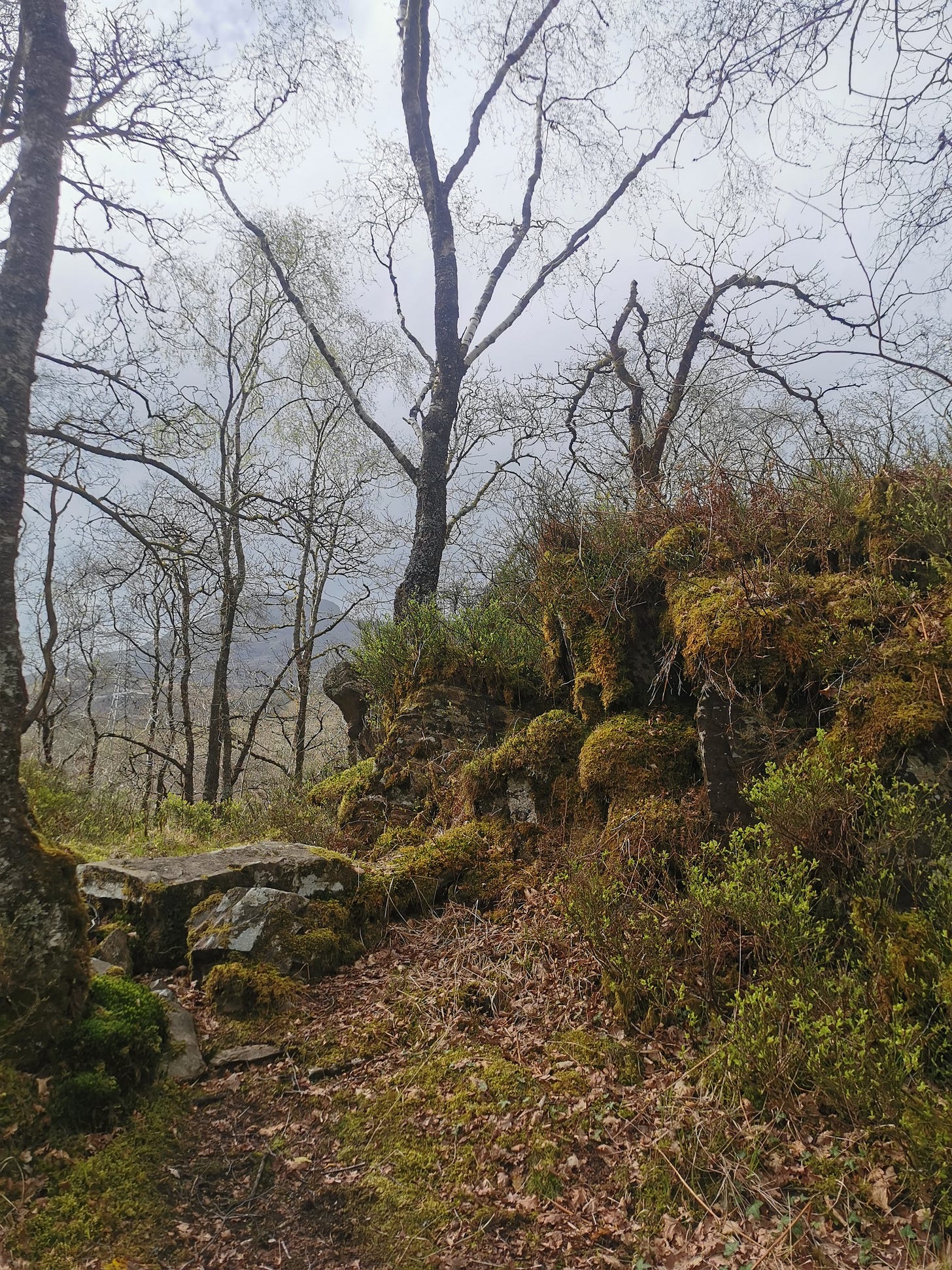 A wooded scene with bare-limbed trees against a grey sky. There is a far-off hill and in the foreground, brown leaves cover the floor. There is a hill of orange and green foliage.