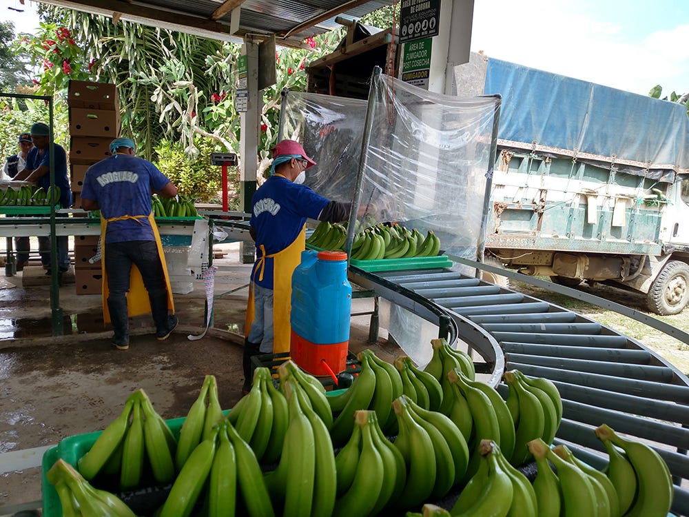 banana workers in ecuador