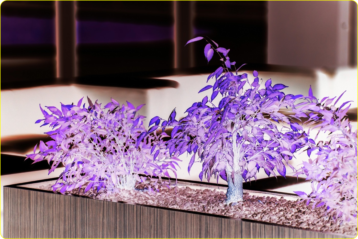 Plants can make your office a warm place