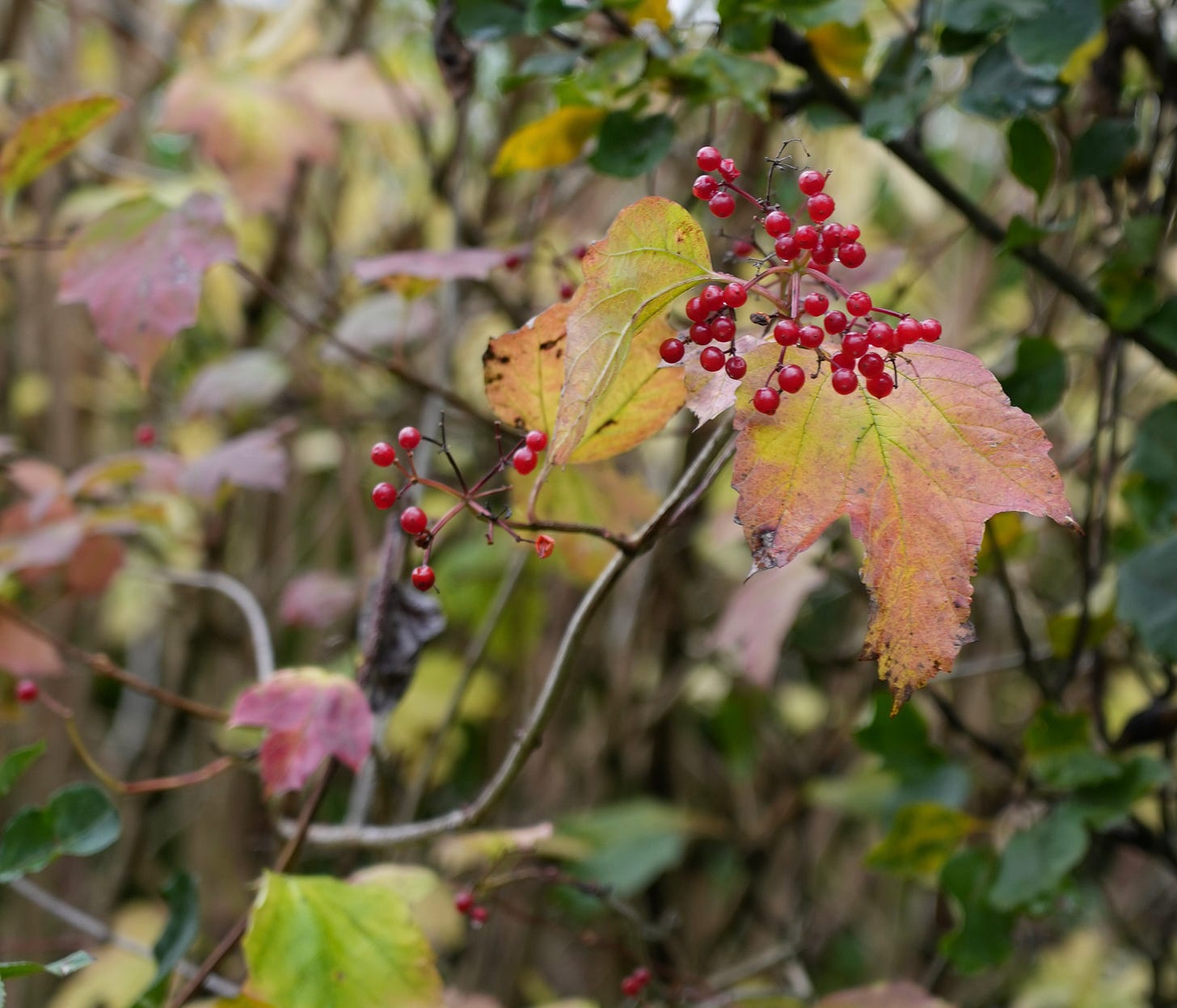Autumn colours of amber, red and yellow on Viburnum opulus