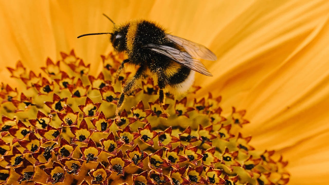 The Brilliance of Bees | Faith In Nature