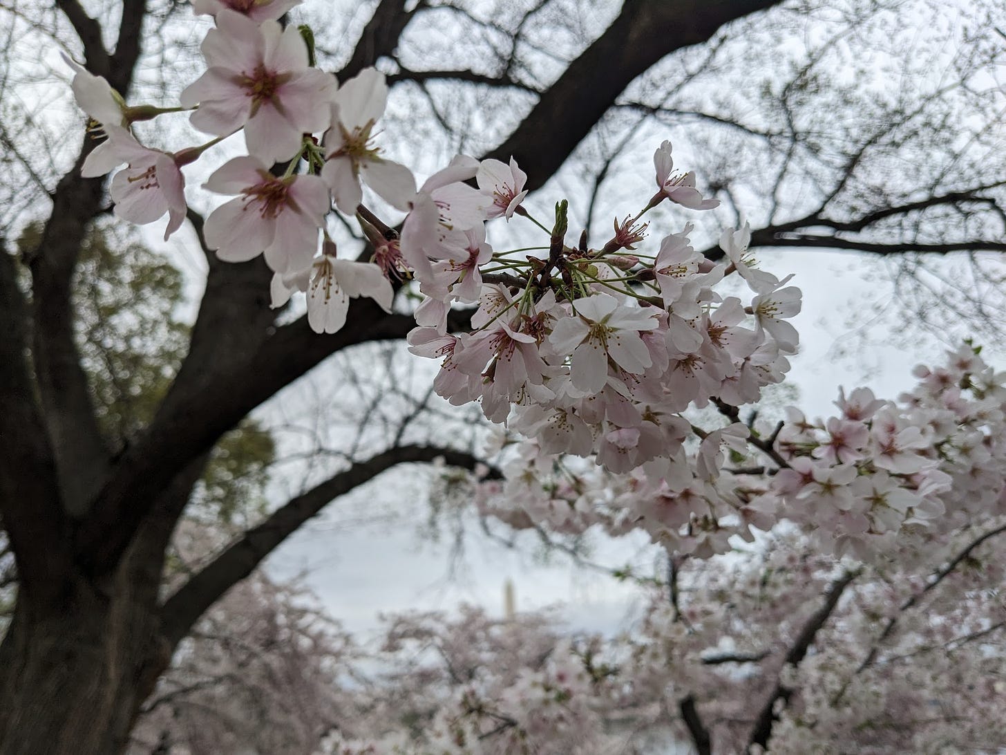 Cherry blossoms on the Potomac. Credit: Brad Johnson