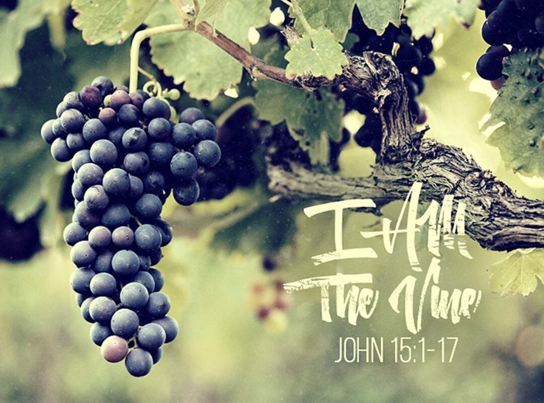 A picture of a large cluster of purple grapes on a thick leafy vine. The text reads, "I am the Vine. John 15:1-17"