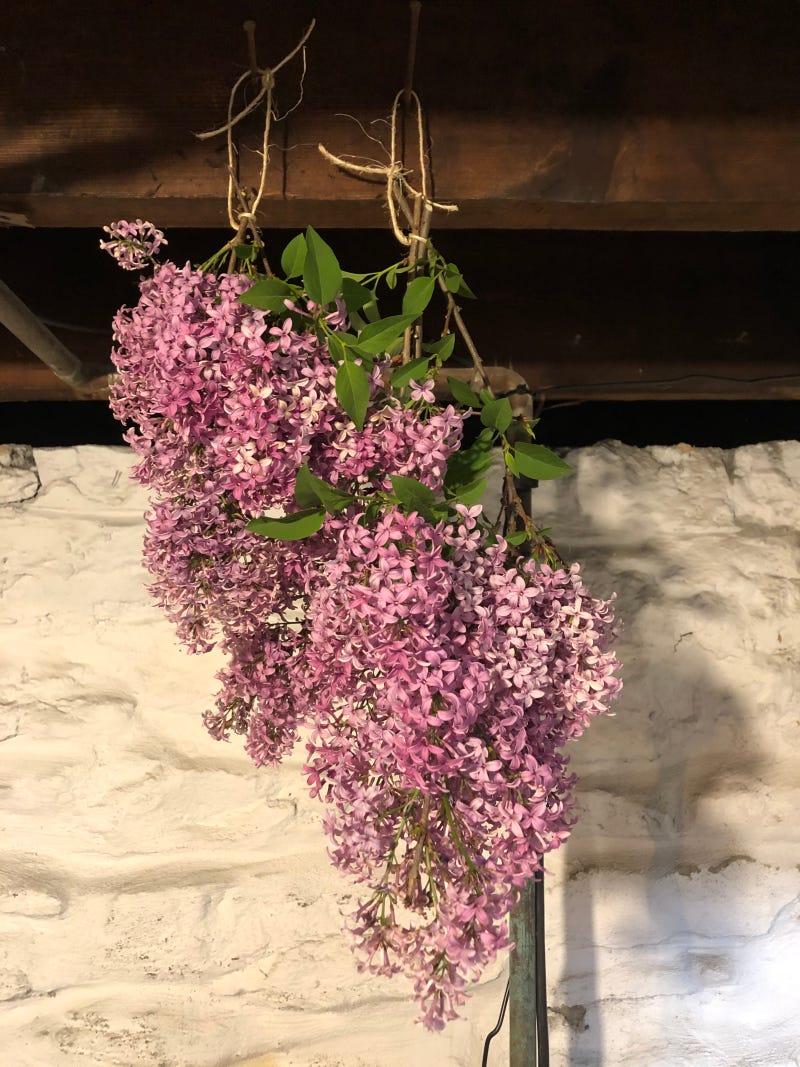 Harvested lilac