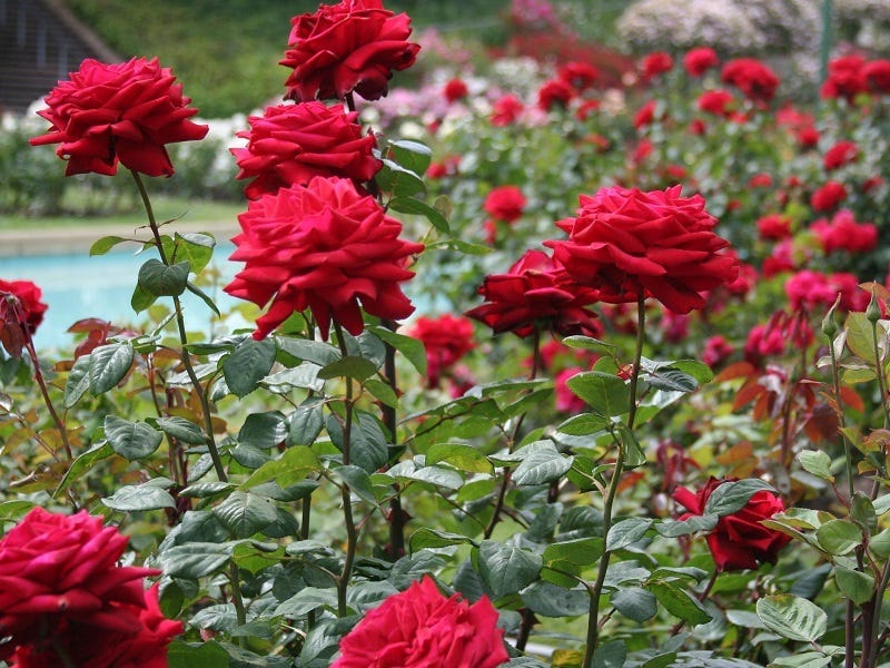 Rose Garden, Chandigarh - Timings, Entry Fee, Best time to visit