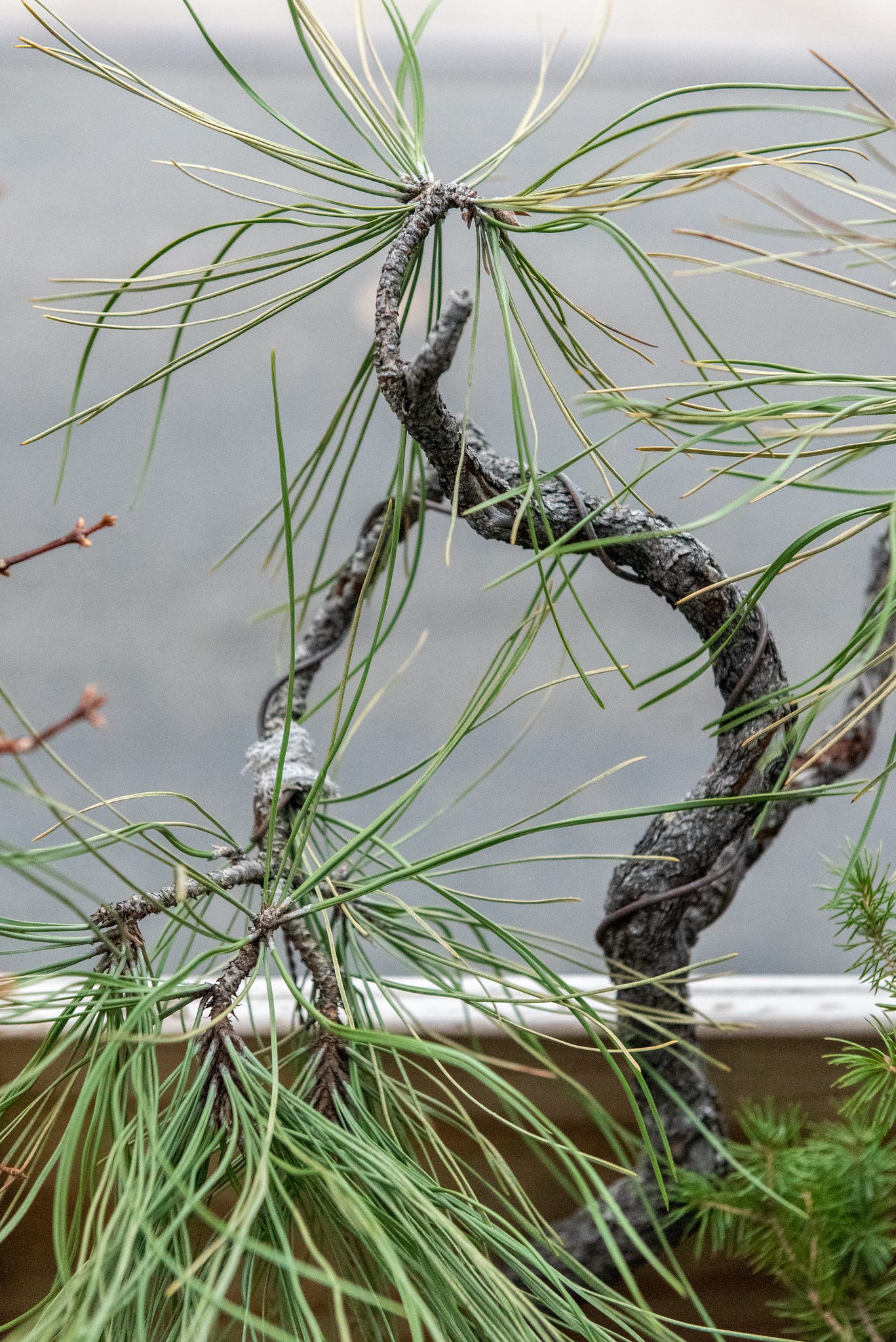 ID: Ponderosa pine bonsai