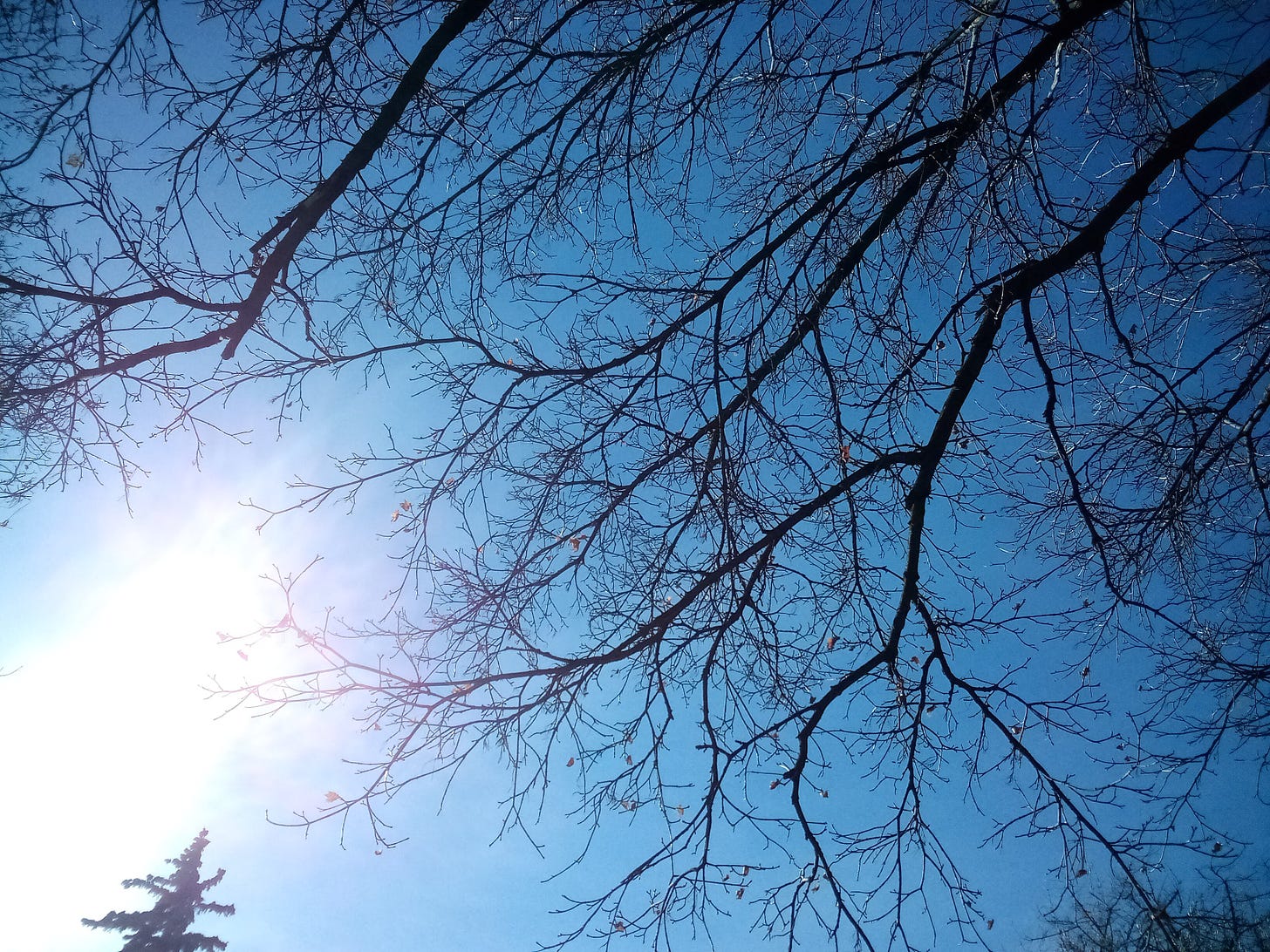 Sun through bare tree branches