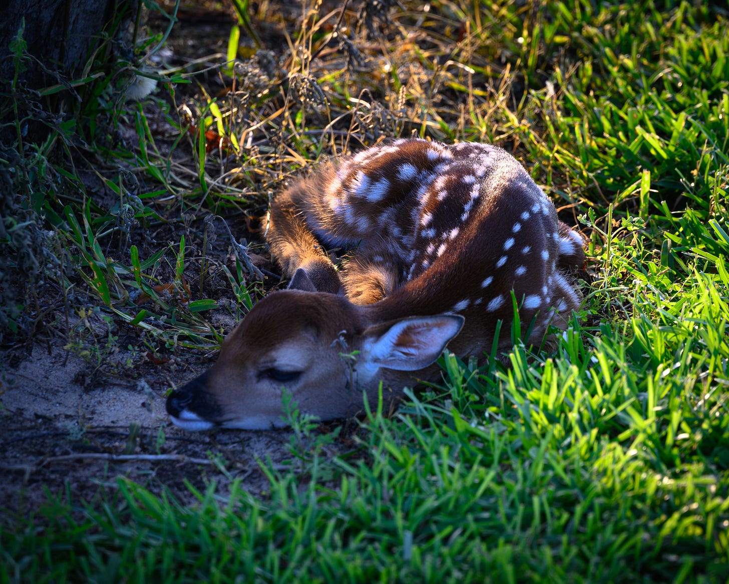 A young fawn asleep curled up under the shade of a tree with sunlight glowing on his spots