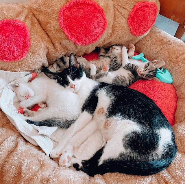 r/aww - happy cat family 💕 Esmeralda showed up at my house to have her babies. I feel lucky to take care of them 😽✨