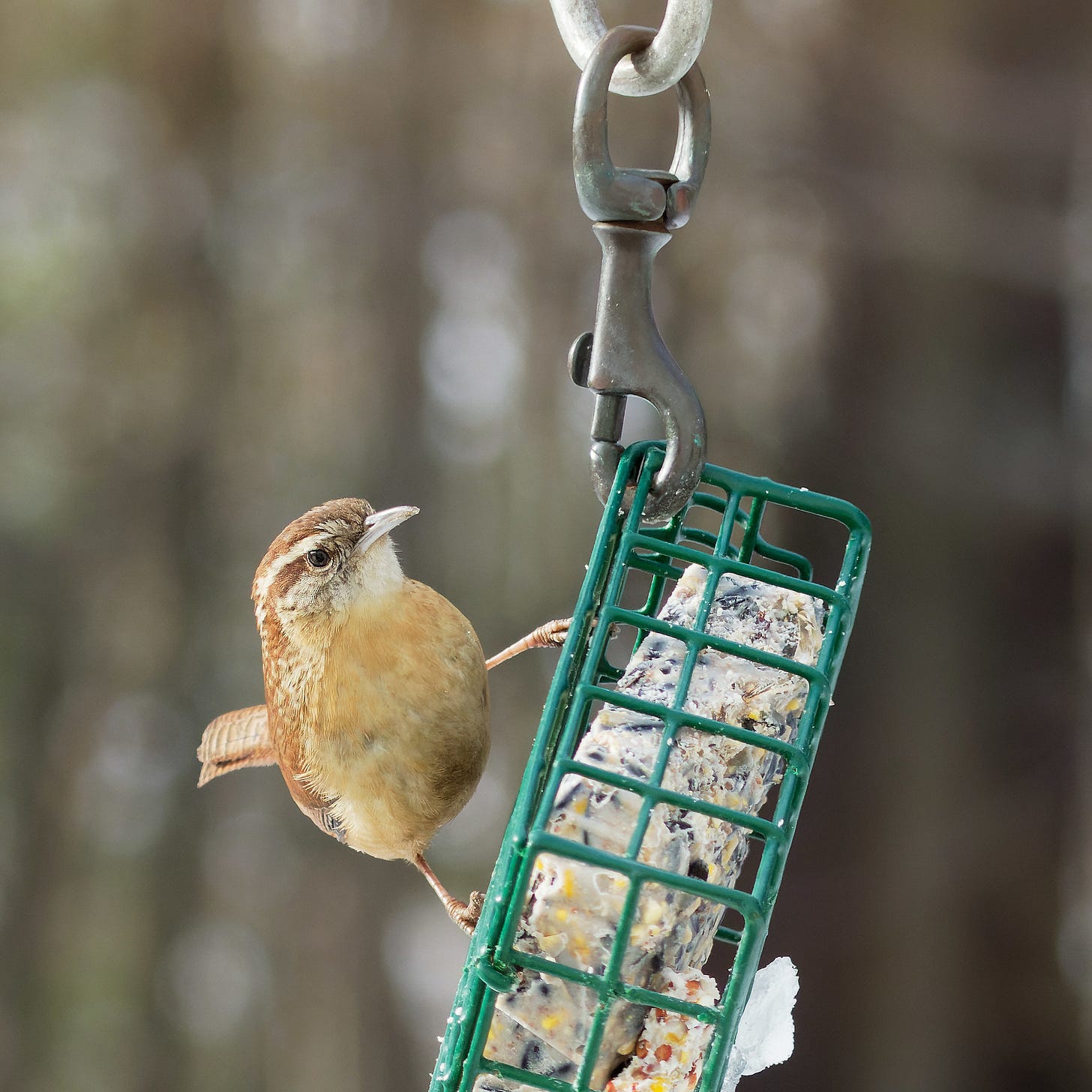 Carolina wren