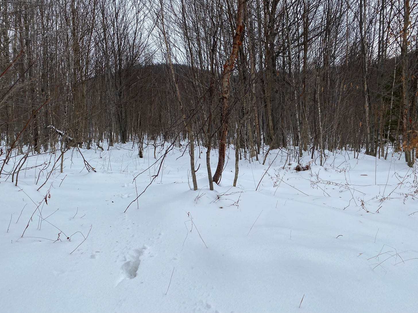 Fresh deer track in the snow