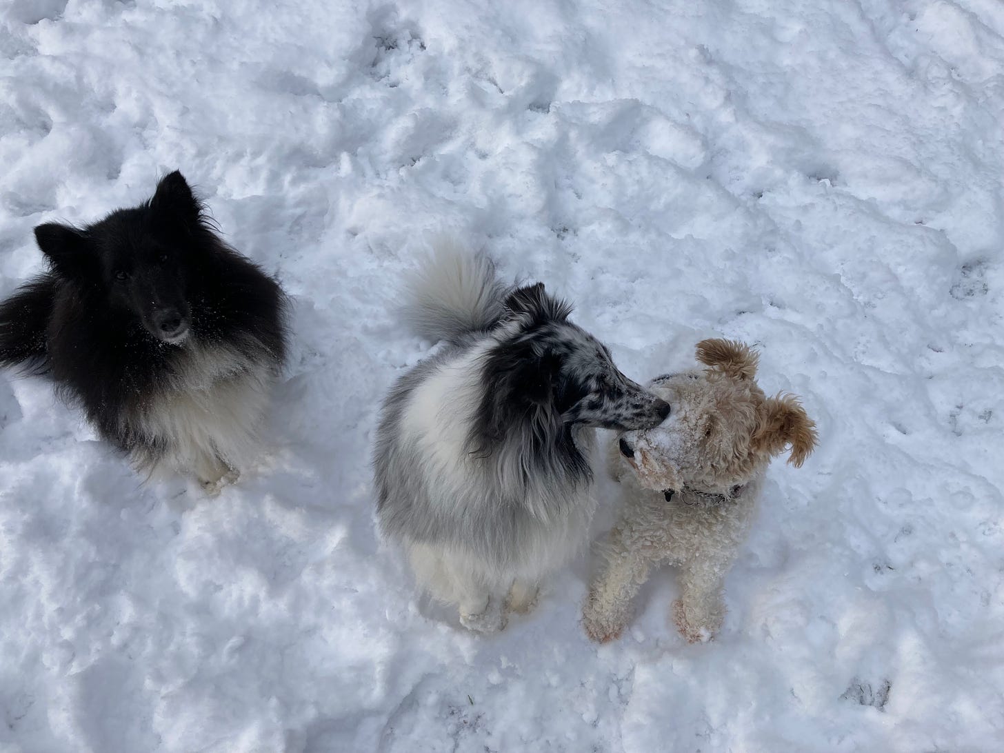 3 dogs in the snow