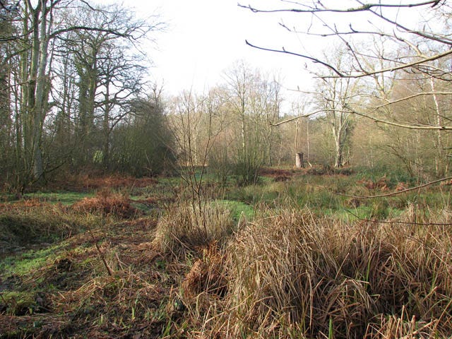 Mossymere Wood