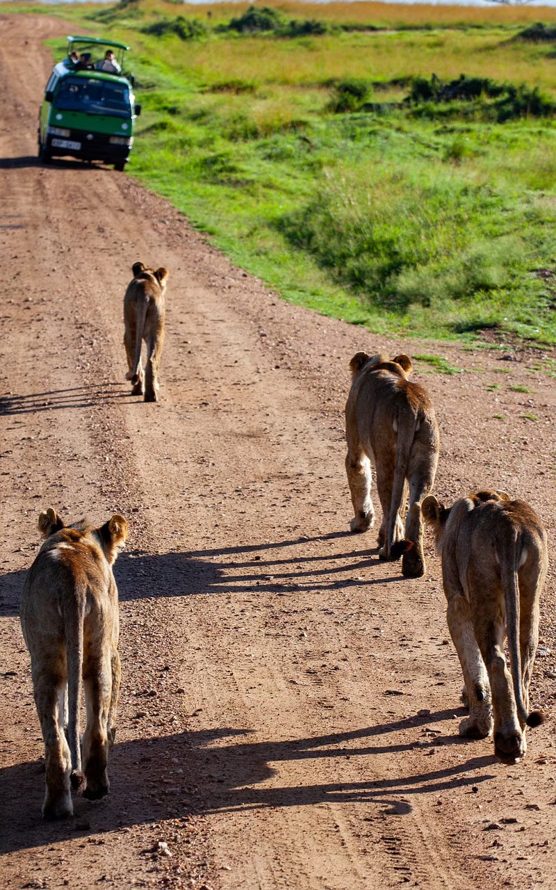 Lions on safari - Image by Dan Sudermann from Pixabay