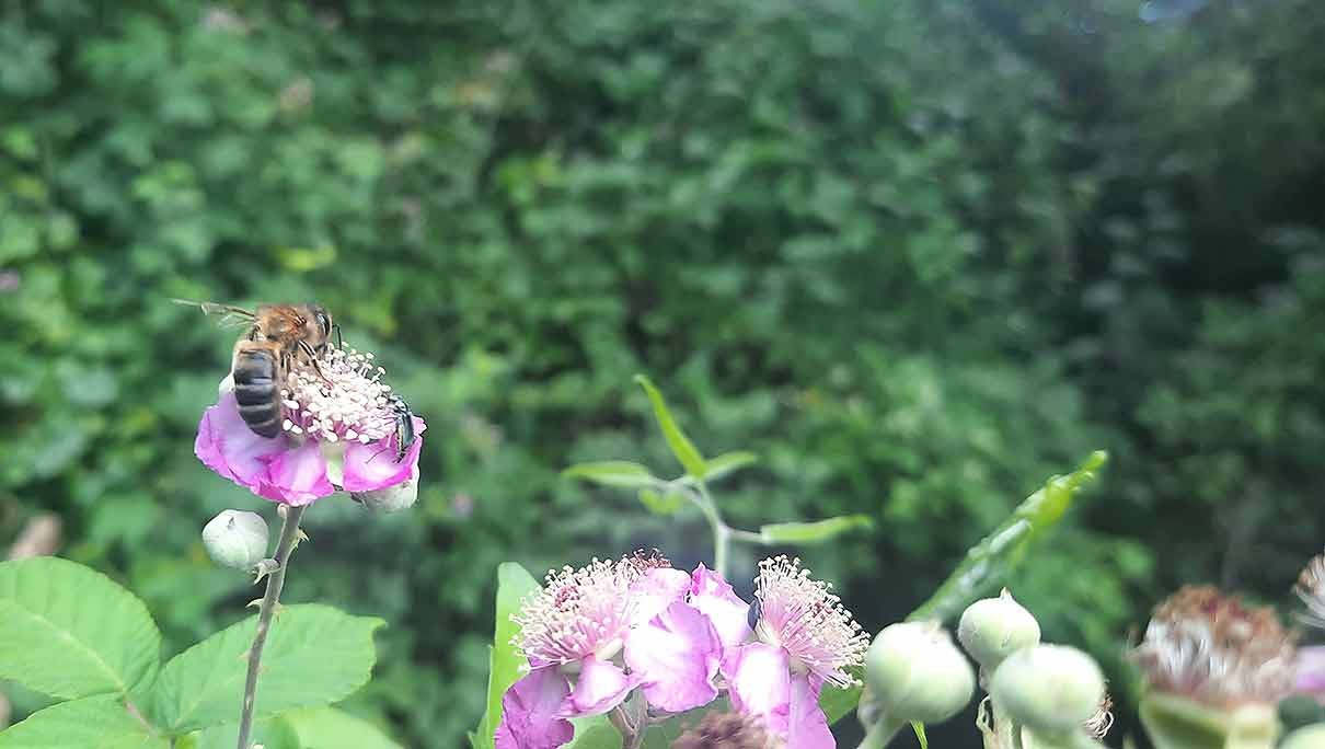 Una abeja sobre una flor rosa calculando cuanto puede volar una abeja