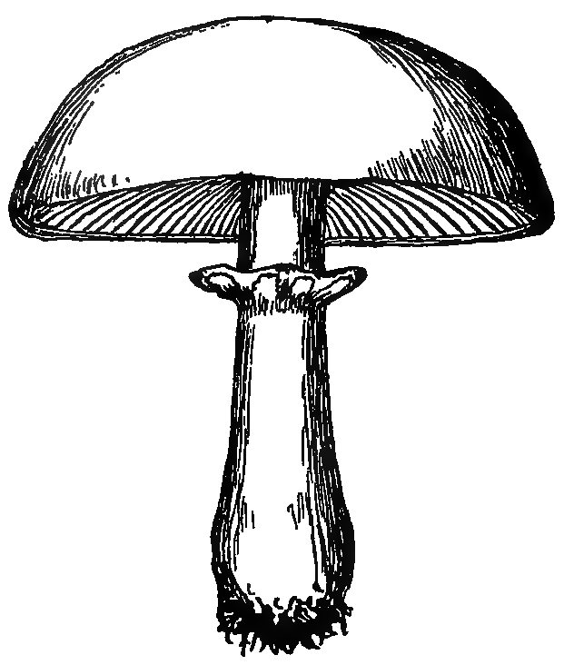 Transparent sketch of agaricus campestris aka field mushroom