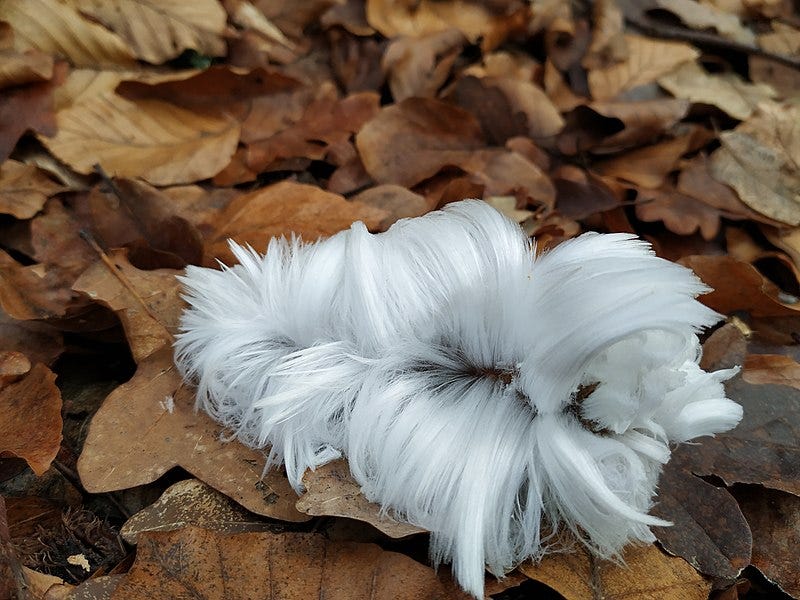 So-called "hair ice", looking like a discarded white toupeé laying on a bed of leaves