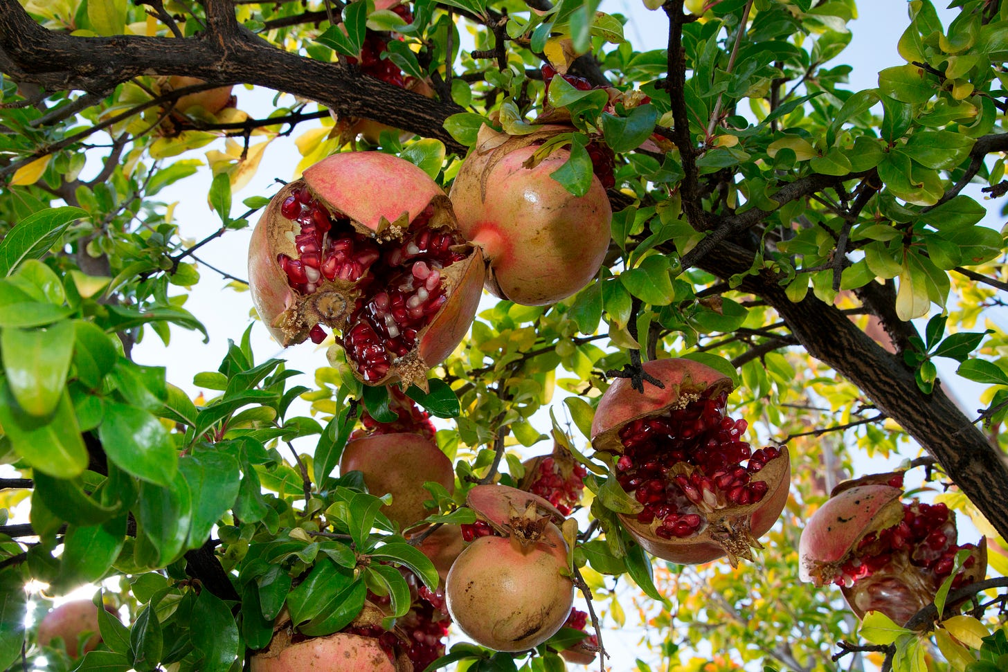 A pomegranate tree with some of the fruit split open. 