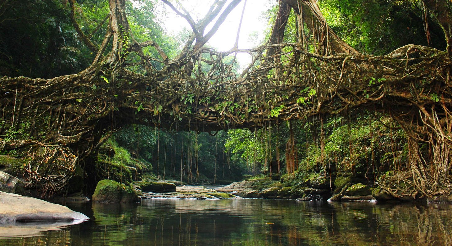 The Amazing Living Bridges of Meghalaya