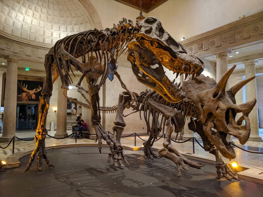 tyrannosaurus and triceratops at natural history museum of los angeles county