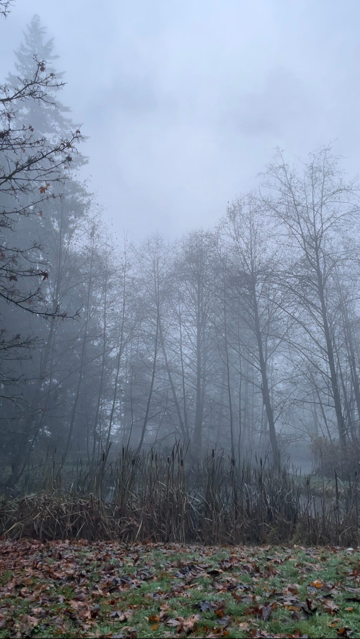 Misty mornings by the pond