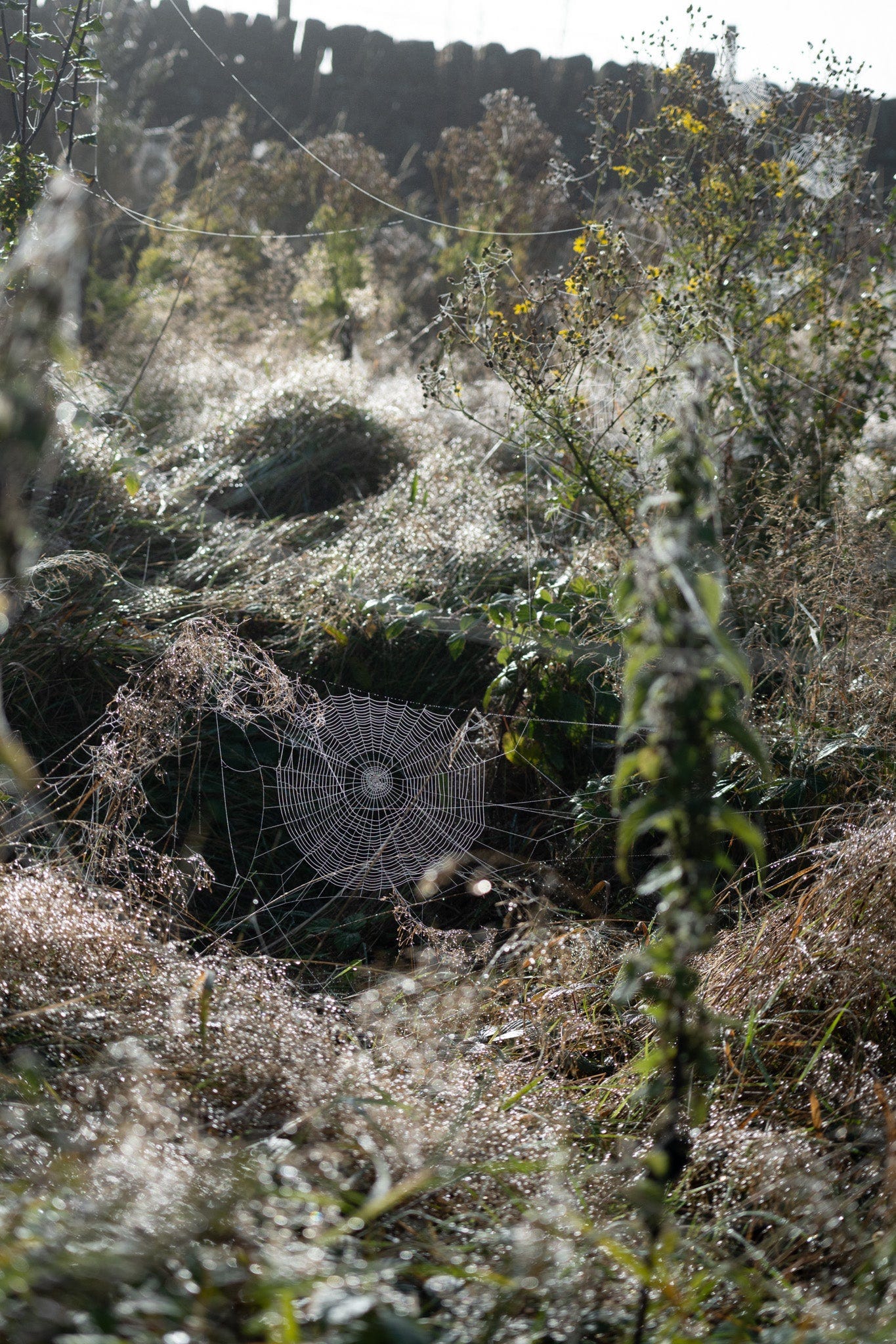 dew on the spiderwebs