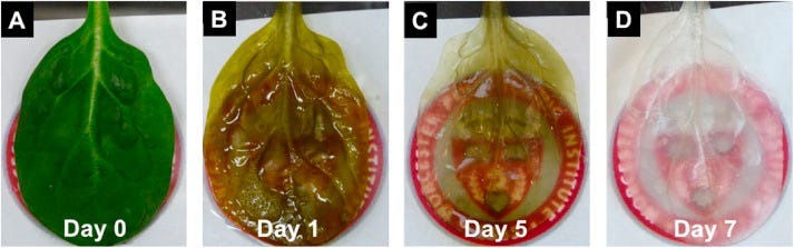 Crossing kingdoms: Using decellularized plants as perfusable tissue  engineering scaffolds - ScienceDirect