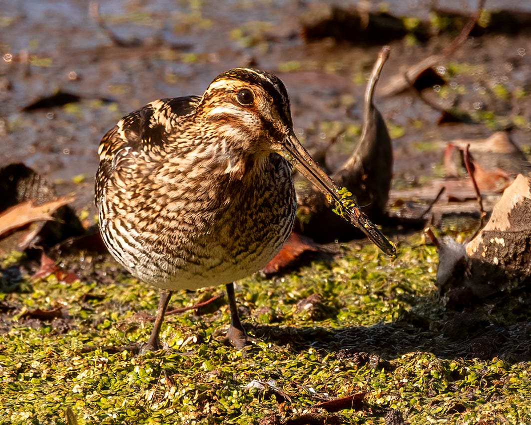 In this photo the Wilson's Snipe faces the camera with his very long beak pointing a bit downward. He has been probing in the soil and algae, so his beak is covered in plant material and mud. His back is brown and cream stripes, as is his face. His breast has fine horizontal stripes.