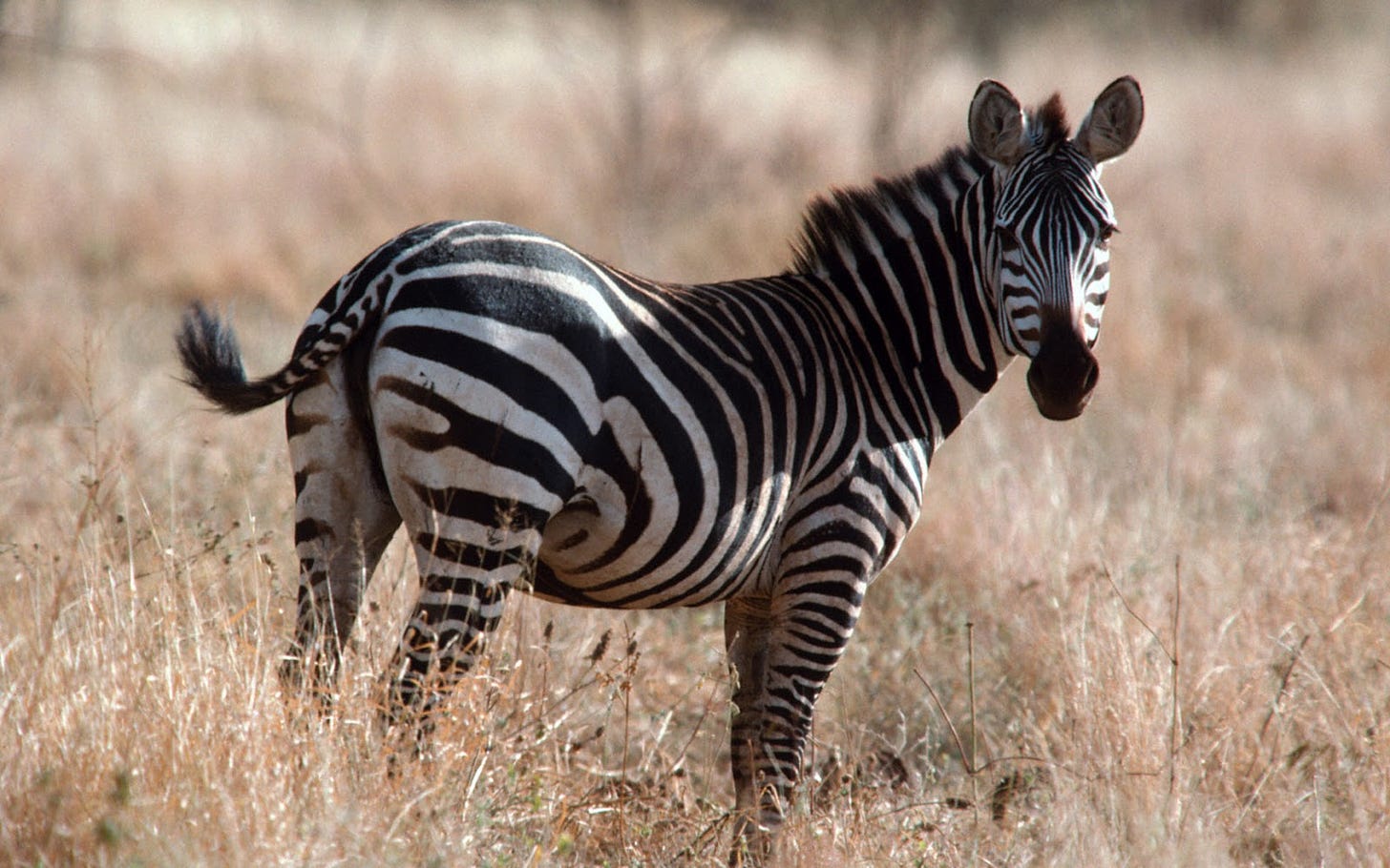 Zebras Lovely Hd Pictures/Wallpapers 2013 | Beautiful And Dangerous ...