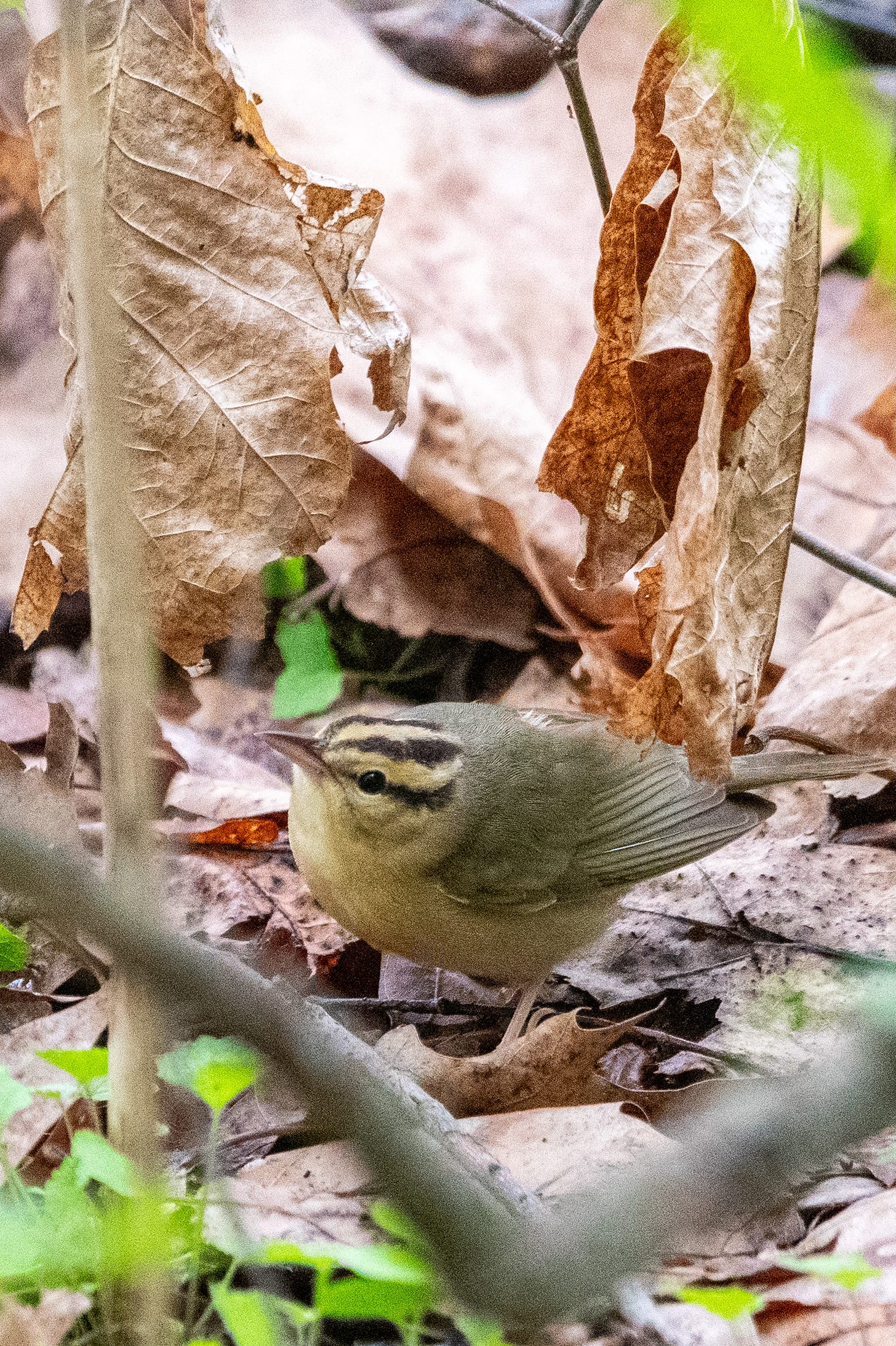 A small brown bird with a yellow face and dark stripes on its head is squatting amid leaf debris, looking upward