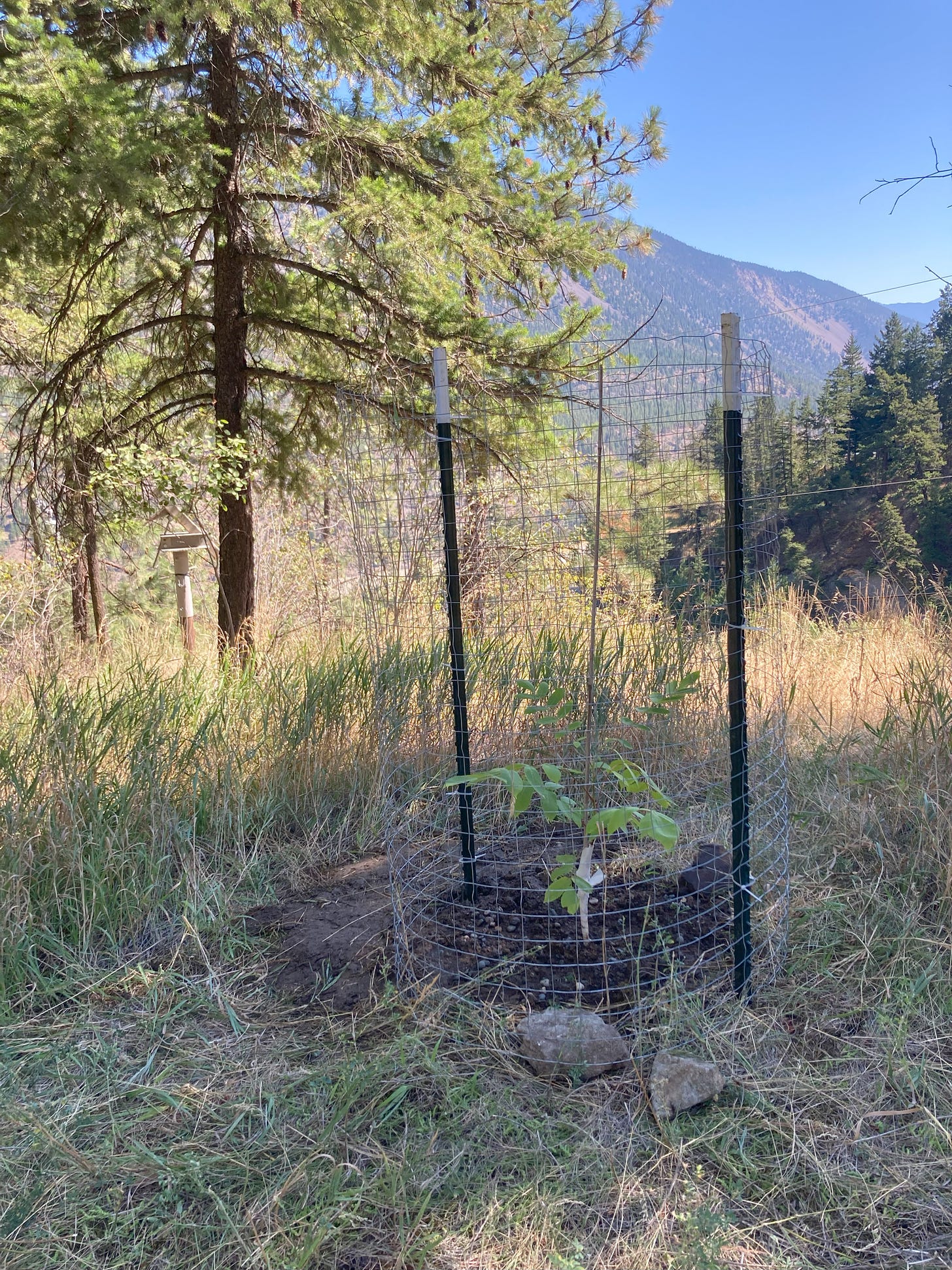 small Japanese heartnut tree in wire enclosure