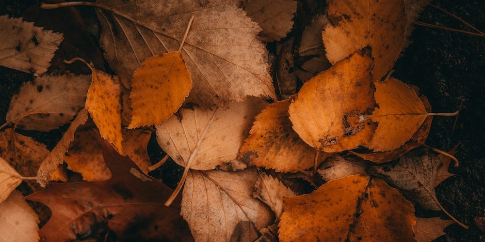 fall leaves on forest floor