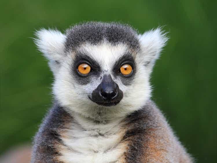 Close-up portrait of lemur catta (ring tailed lemur), Prague Zoo