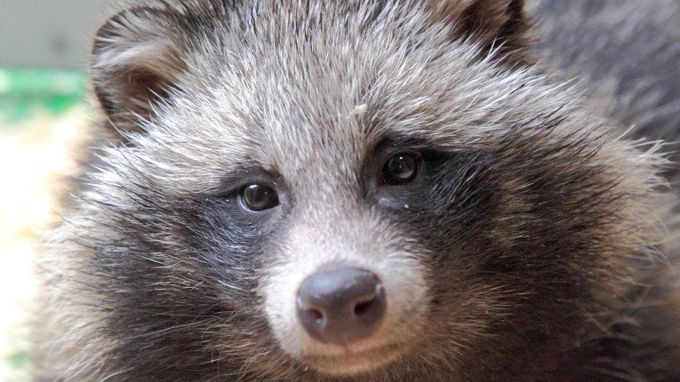 Raccoon dogs: What are they, where are they from? - BBC News