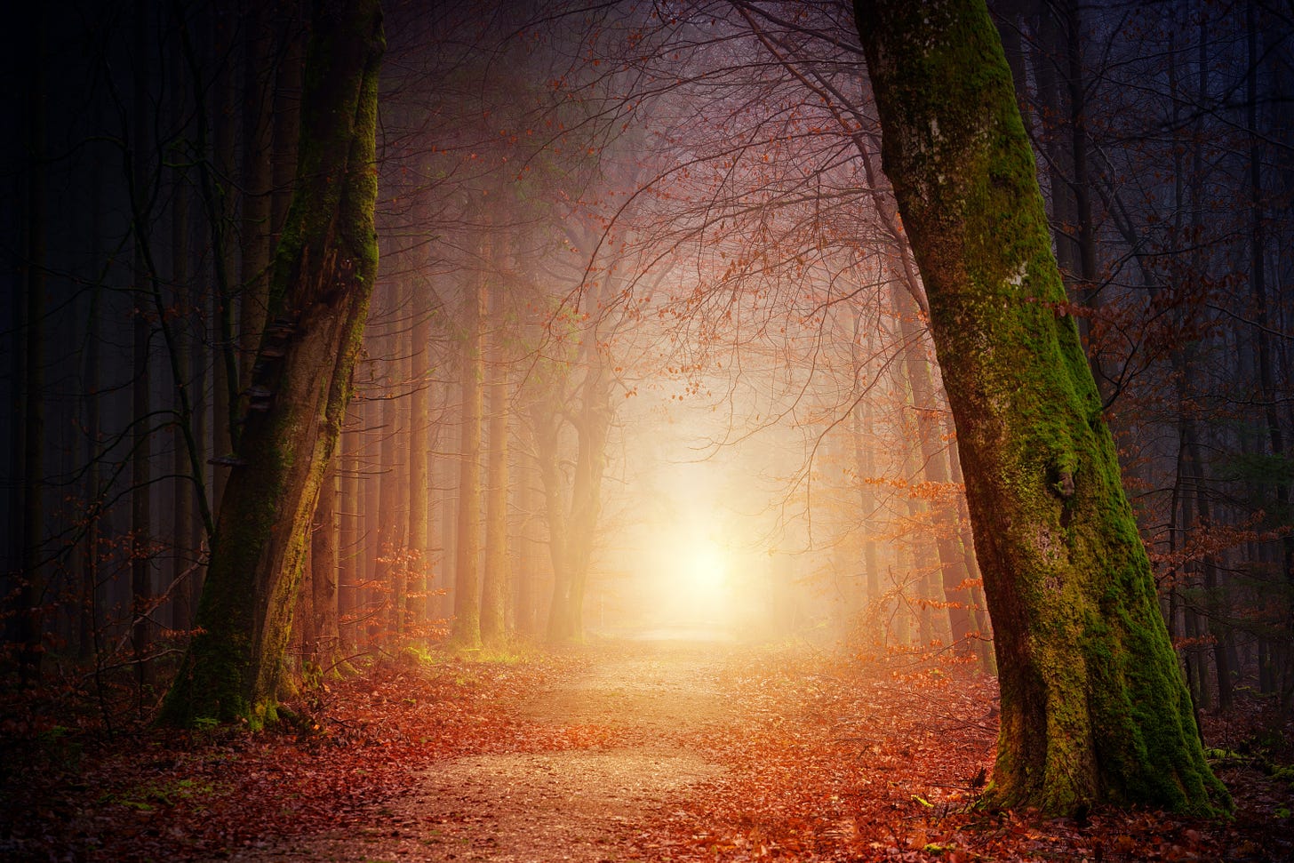 A light shines at the end of a forest path