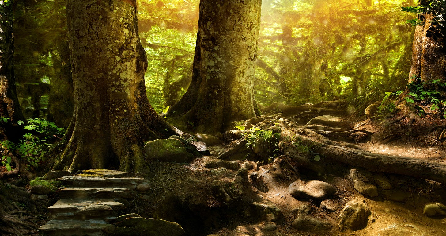 Magic fantasy forest