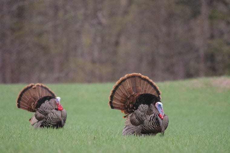 Vermont begins its second half century of regulated turkey hunting | Vermont  Business Magazine