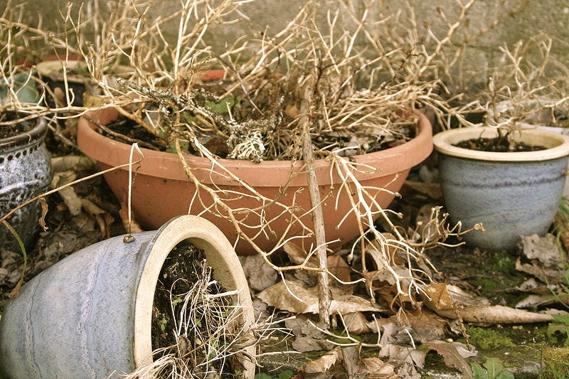 File:Dead plant in pots.jpg