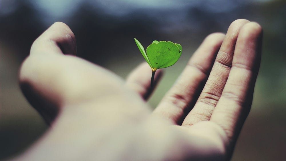 A green leaf on the palm of the hand.