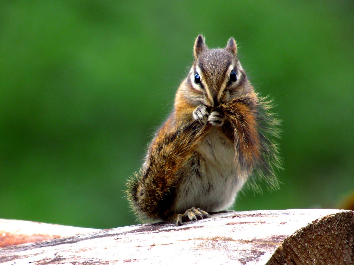 Chipmunk chewing its tail